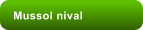 Mussol nival
