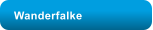 Wanderfalke