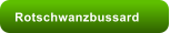 Rotschwanzbussard
