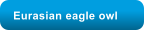 Eurasian eagle owl