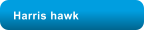 Harris hawk