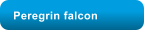 Peregrin falcon