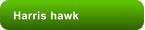 Harris hawk