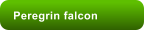 Peregrin falcon