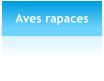 Aves rapaces