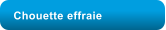 Chouette effraie