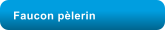 Faucon plerin