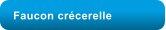 Faucon crcerelle