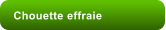 Chouette effraie