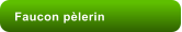 Faucon plerin
