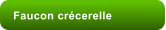 Faucon crcerelle
